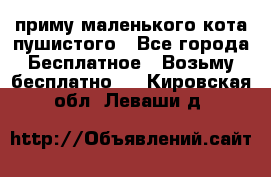 приму маленького кота пушистого - Все города Бесплатное » Возьму бесплатно   . Кировская обл.,Леваши д.